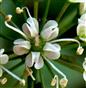  Central Flower (Actinomorphic)